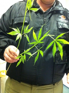 Dagga Plant