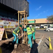 PROJECT -planting tree cages in Belvedere, and Main roads 17